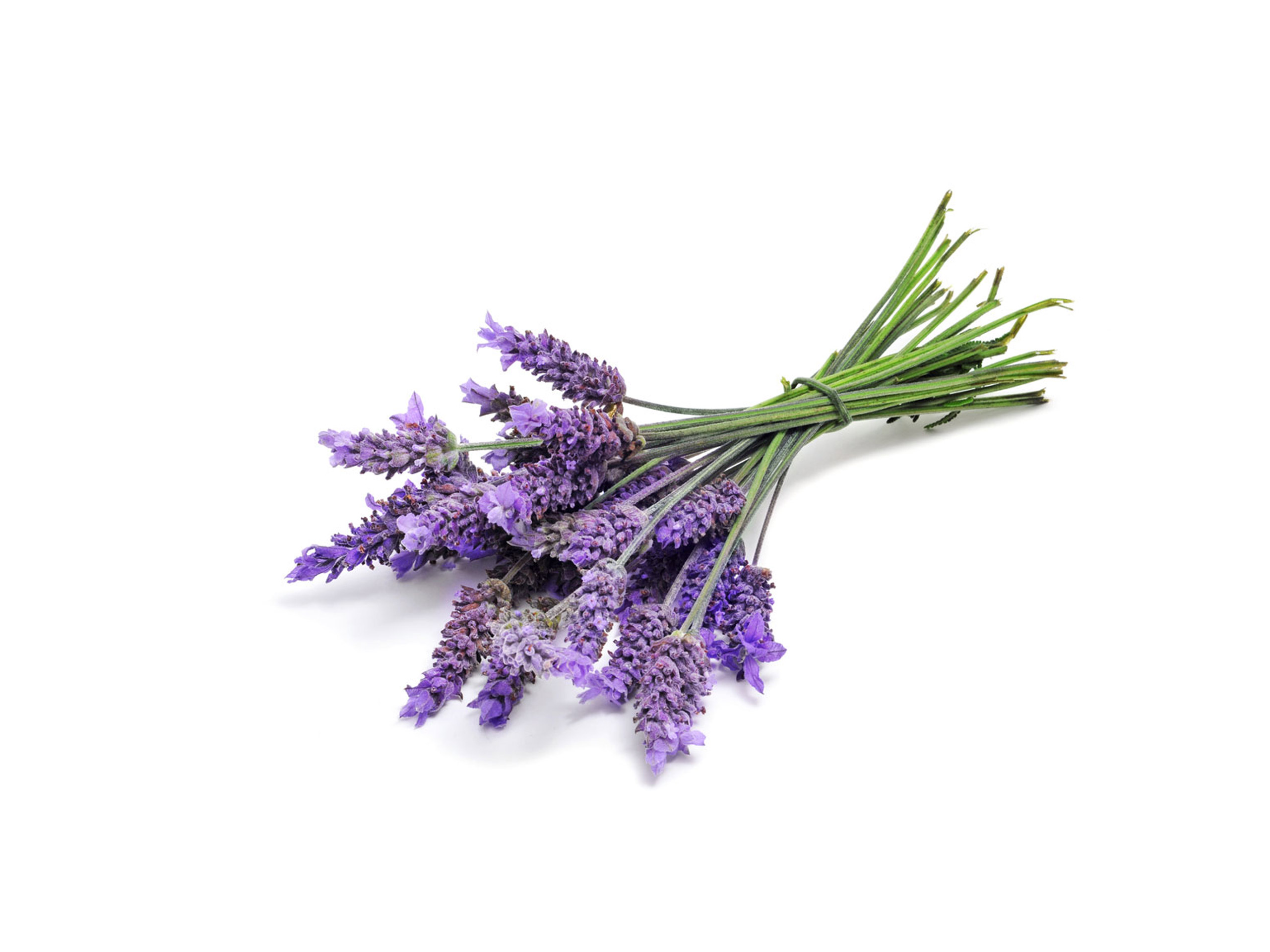 Lavendel