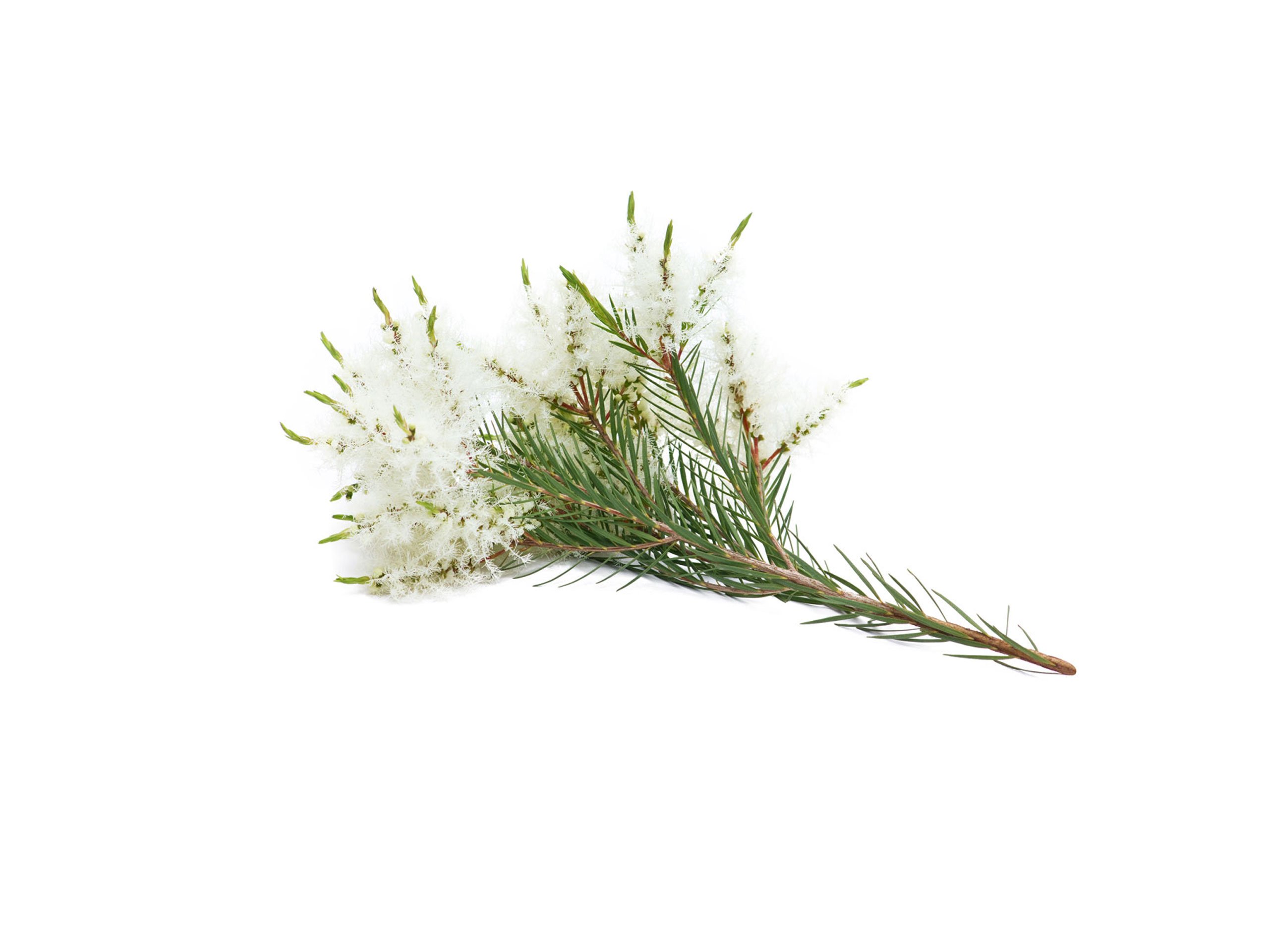 Melaleuca